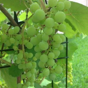 Meet your Posher, Jon